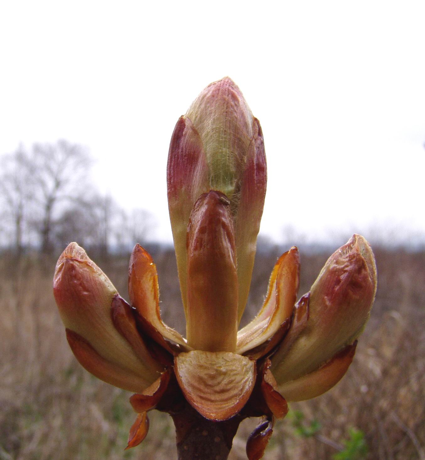 Jírovec maďál(Aesculus Hippocasstanum)